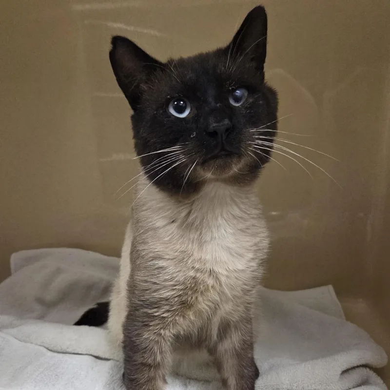 A young large-sized male Seal Point Siamese cat named Mushu for adoption in Cooperstown, NY