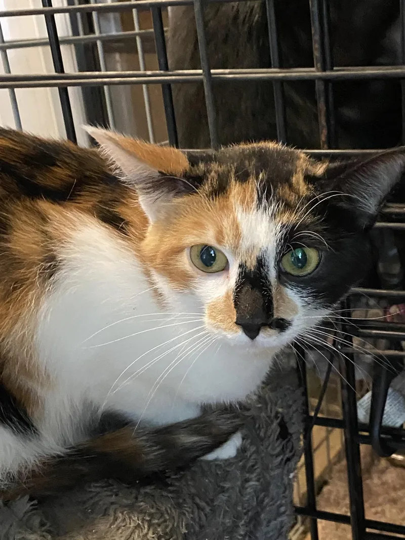 A young medium-sized female Calico cat named Interest for adoption in Stanwood, WA