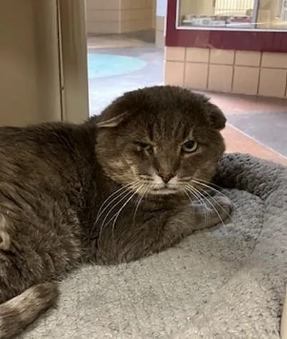An adult large-sized male Domestic Short Hair cat named Roy for adoption in Springfield, MA