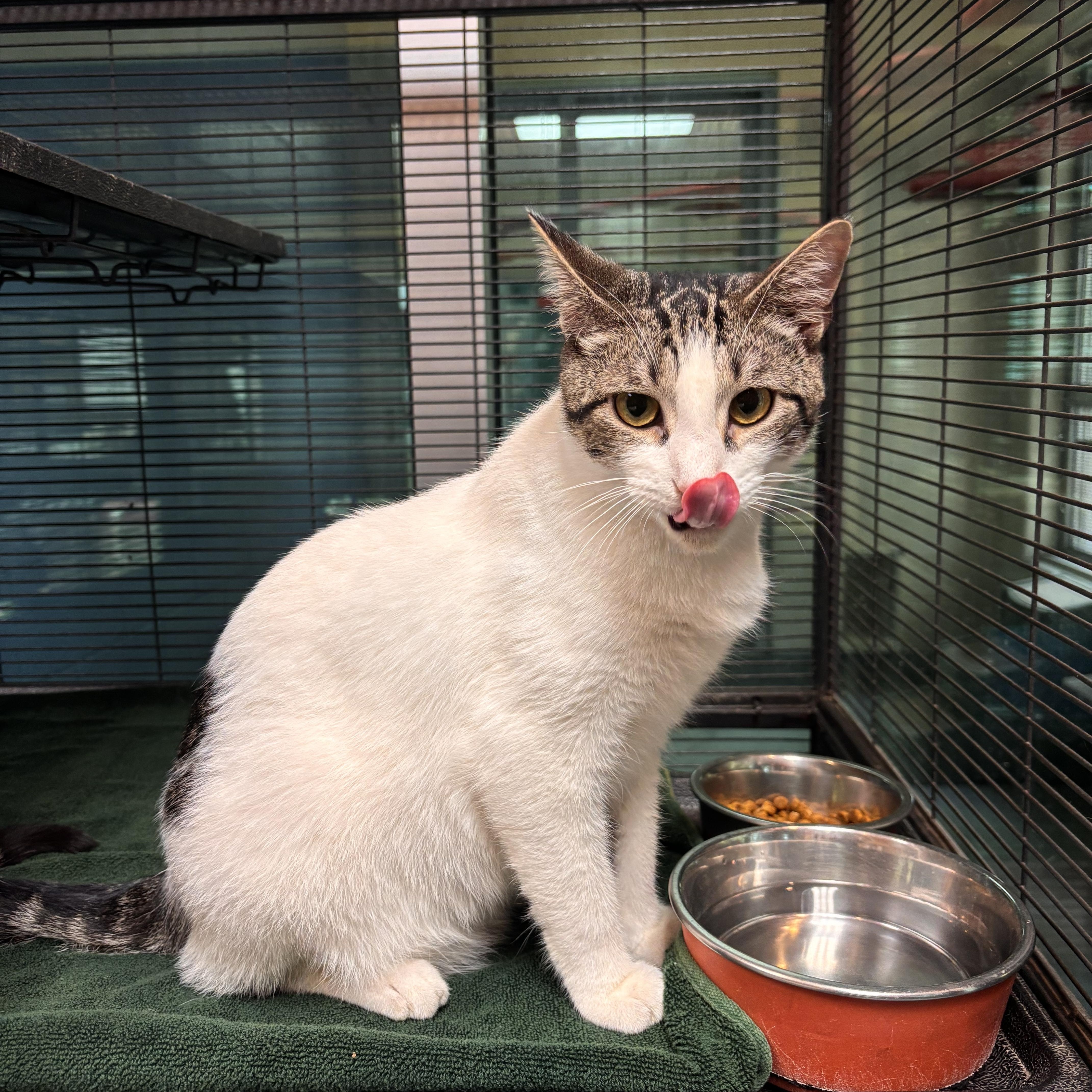A young small-sized male Domestic Short Hair cat named Noodle for adoption in Charleston, SC