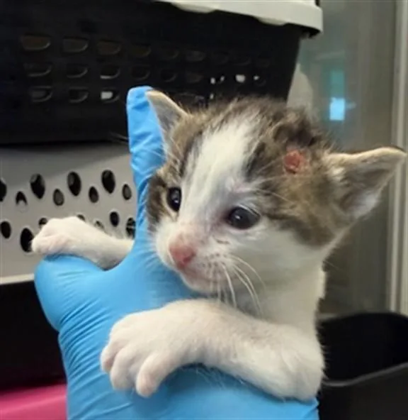 A baby small-sized female Domestic Short Hair cat named Tabitha for adoption in Oklahoma City, OK