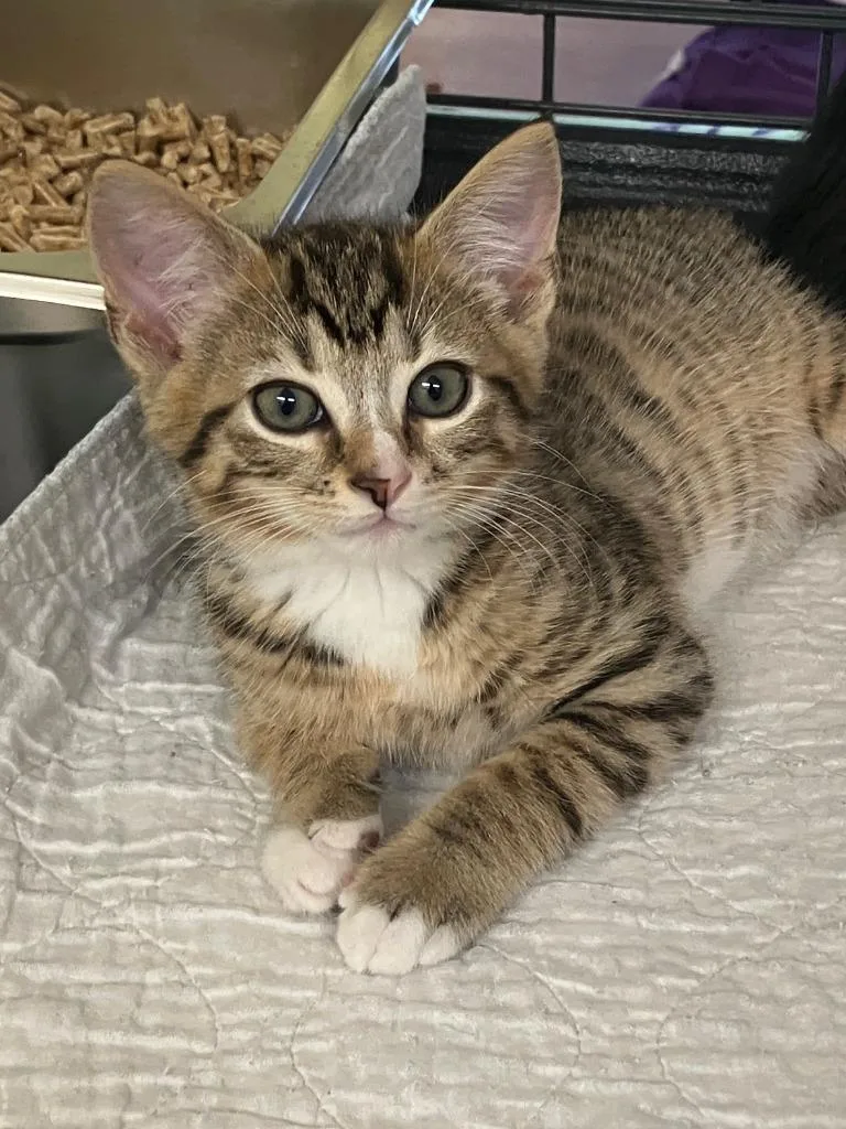 A baby small-sized male Domestic Short Hair cat named Jameson for adoption in Lunenburg, MA