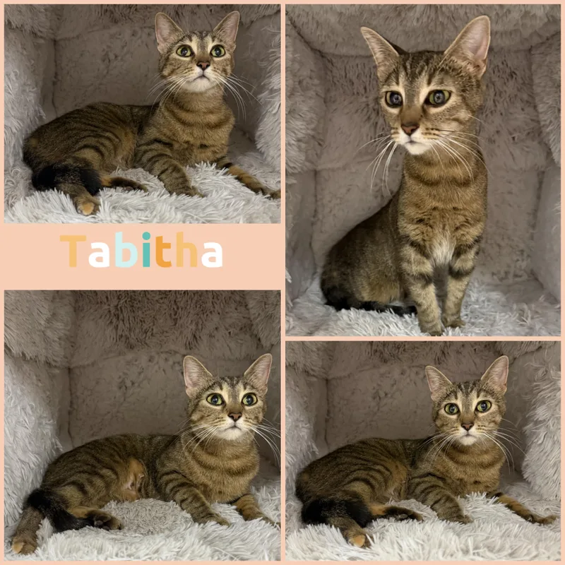 A young small-sized female Tabby (Brown / Chocolate) Domestic Short Hair cat named Tabitha for adoption in Louisville, KY