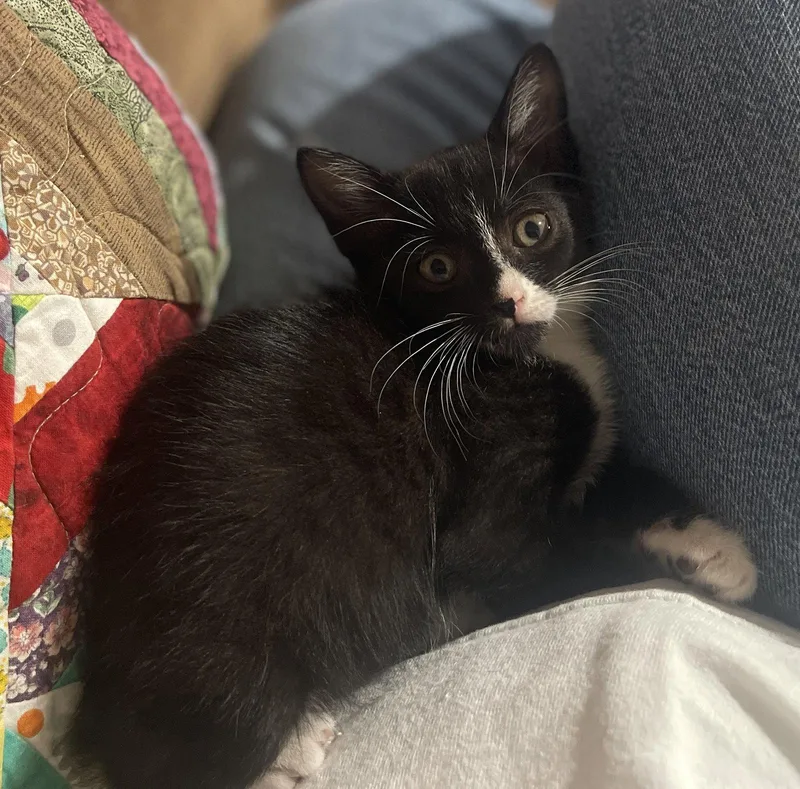 A baby medium-sized female Black & White / Tuxedo Domestic Short Hair cat named Mittens for adoption in Mesquite, TX