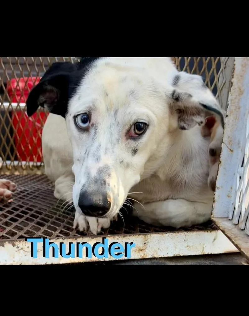 An adult medium-sized female Basset Hound dog named Thunder for adoption in Ada, OK