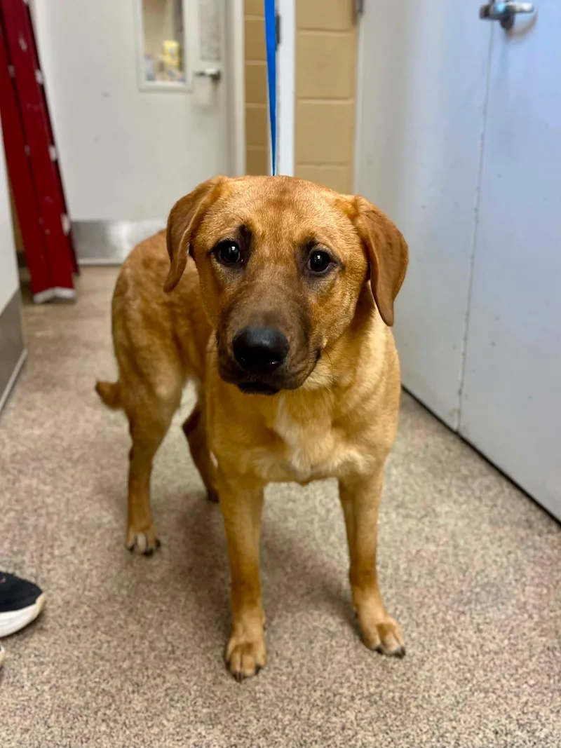 An adult medium-sized female Yellow / Tan / Blond / Fawn Labrador Retriever dog named Dixie for adoption in Fort Payne, AL