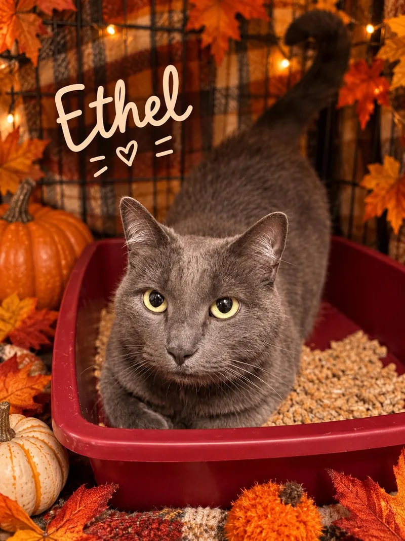 An adult medium-sized female Gray / Blue / Silver Domestic Short Hair cat named Ethel for adoption in Orleans, VT