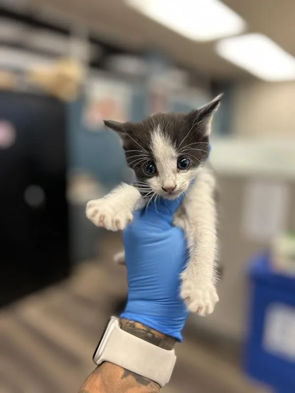 A baby small-sized male Domestic Short Hair cat named Saint for adoption in Victorville, CA