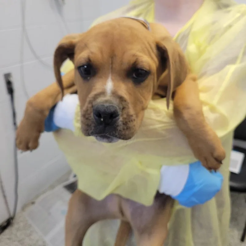 A young medium-sized male Yellow / Tan / Blond / Fawn Boxer dog named Doc Holiday for adoption in Hattiesburg, MS
