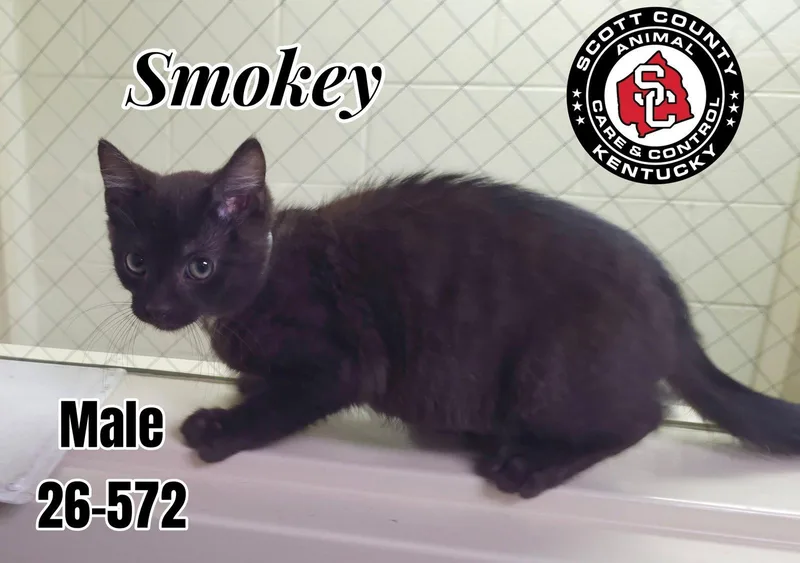 A baby small-sized male Black Domestic Short Hair cat named Smokey for adoption in Georgetown, KY