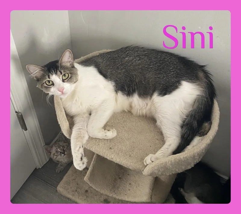 A young medium-sized female Tabby (Brown / Chocolate) Tabby cat named Sini for adoption in Lawton, OK