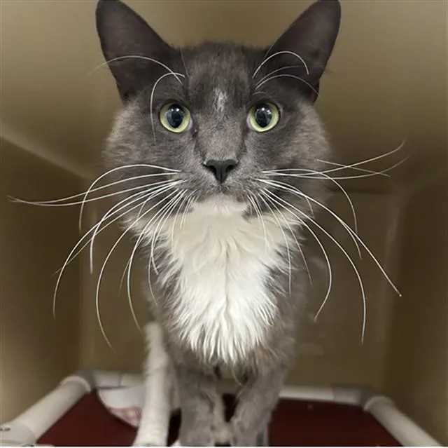 A young medium-sized male Domestic Long Hair cat named Cyborg for adoption in Lincolnton, NC