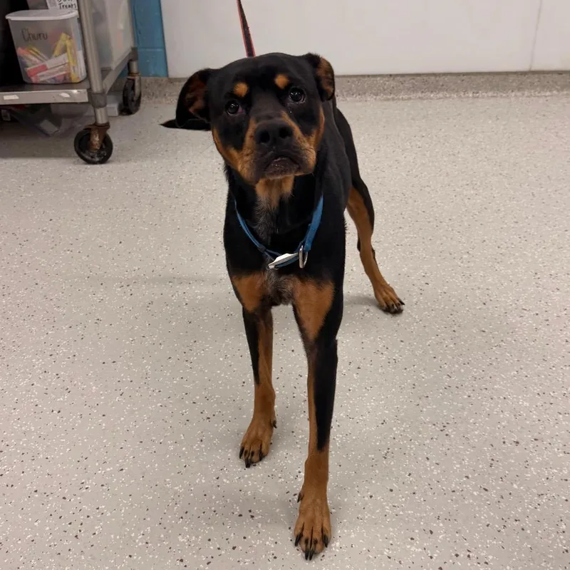 An adult medium-sized male Black Rottweiler dog named Chico for adoption in Indianapolis, IN