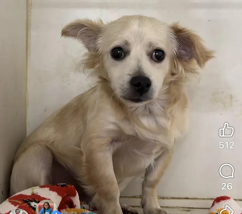 A baby small-sized male White / Cream Chihuahua dog named Lucky for adoption in Blue Springs, MO