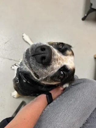 A young medium-sized female Tricolor (Brown, Black, & White) Mixed Breed dog named Felicity for adoption in Bellingham, WA