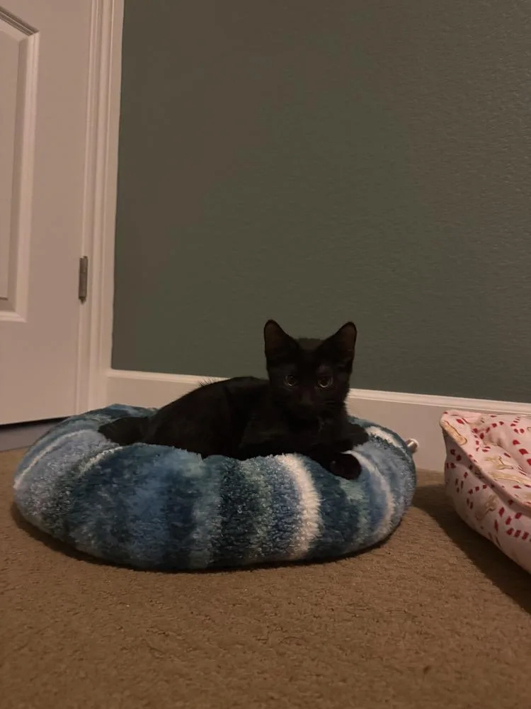 A baby small-sized male Domestic Short Hair cat named Churro for adoption in Thornton, CO