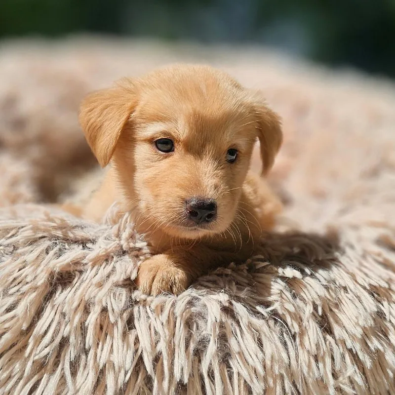 A baby medium-sized male Golden Labrador Retriever dog named Chuck for adoption in Cleveland, TX