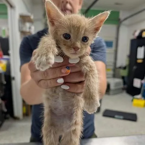 A baby small-sized male Orange / Red Domestic Short Hair cat named Fuel To The Flame for adoption in Fredericksburg, VA