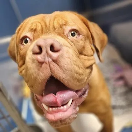 An adult extra large-sized male Dogue de Bordeaux dog named Scotty for adoption in Merriam, KS