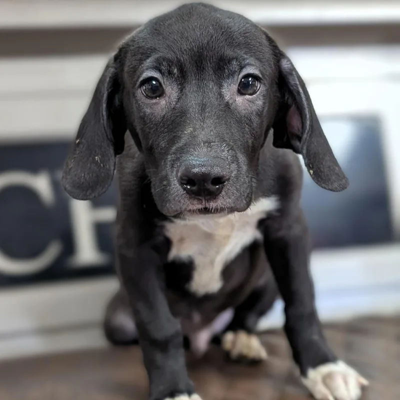A baby medium-sized male Black Whippet dog named Cane for adoption in Fredericksburg, TX