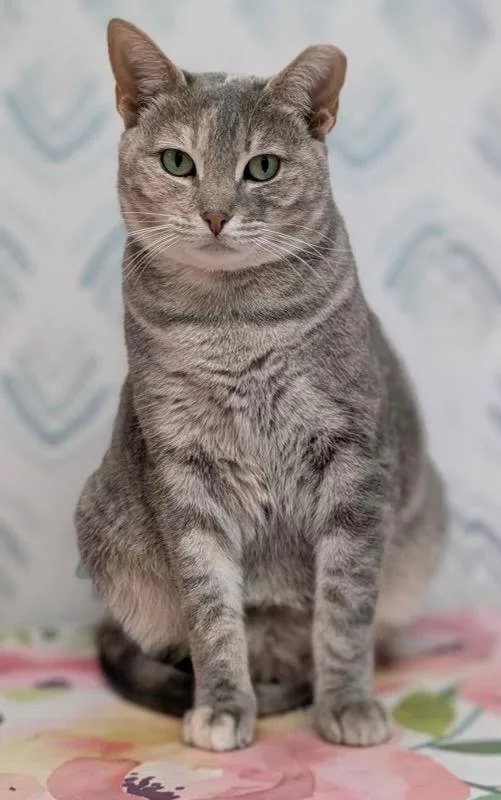 A young medium-sized female Domestic Short Hair cat named Paola for adoption in Alexandria, VA