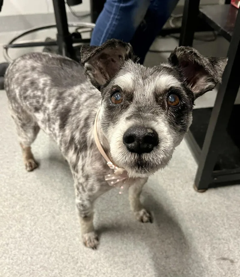 A senior small-sized female Miniature Schnauzer dog named Lucky for adoption in Moundsville, WV