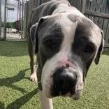 An adult medium-sized male Gray / Blue / Silver Pit Bull Terrier dog named Solo for adoption in Hilliard, OH
