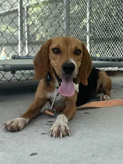 An adult small-sized female Beagle dog named Birdy for adoption in King William, VA