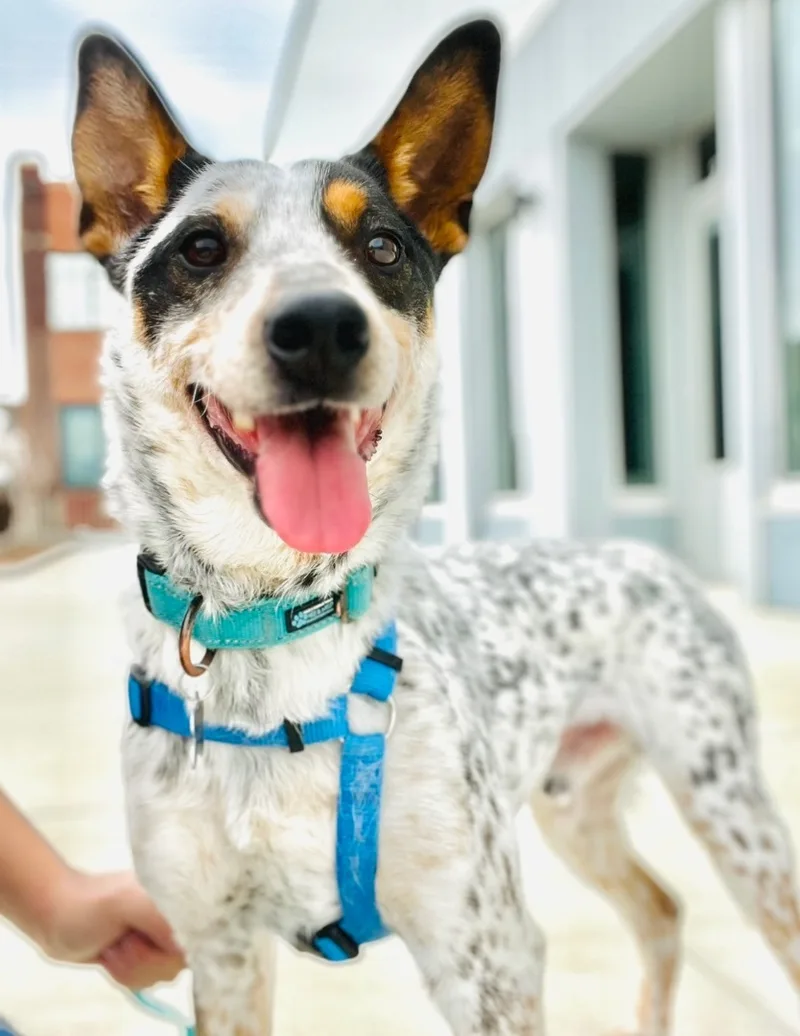 Perky Parker thumbnail 3