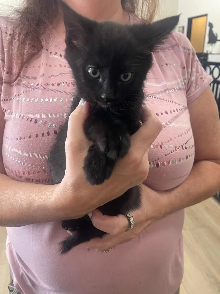 A baby small-sized male Domestic Short Hair cat named Toasty for adoption in Thousand Oaks, CA