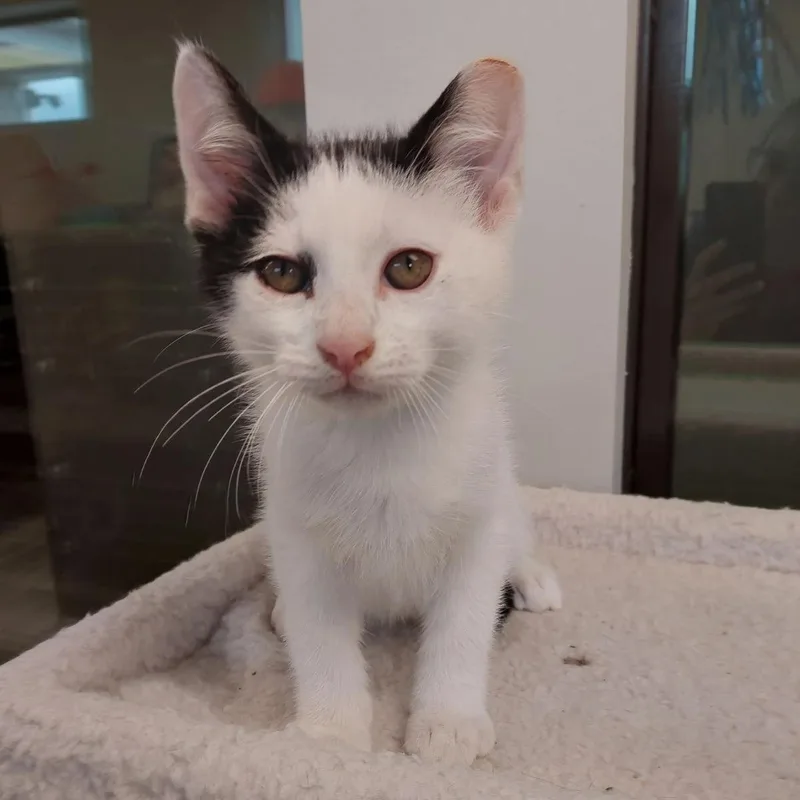 A baby medium-sized male Black Domestic Medium Hair cat named Mocha for adoption in Liberty, MO