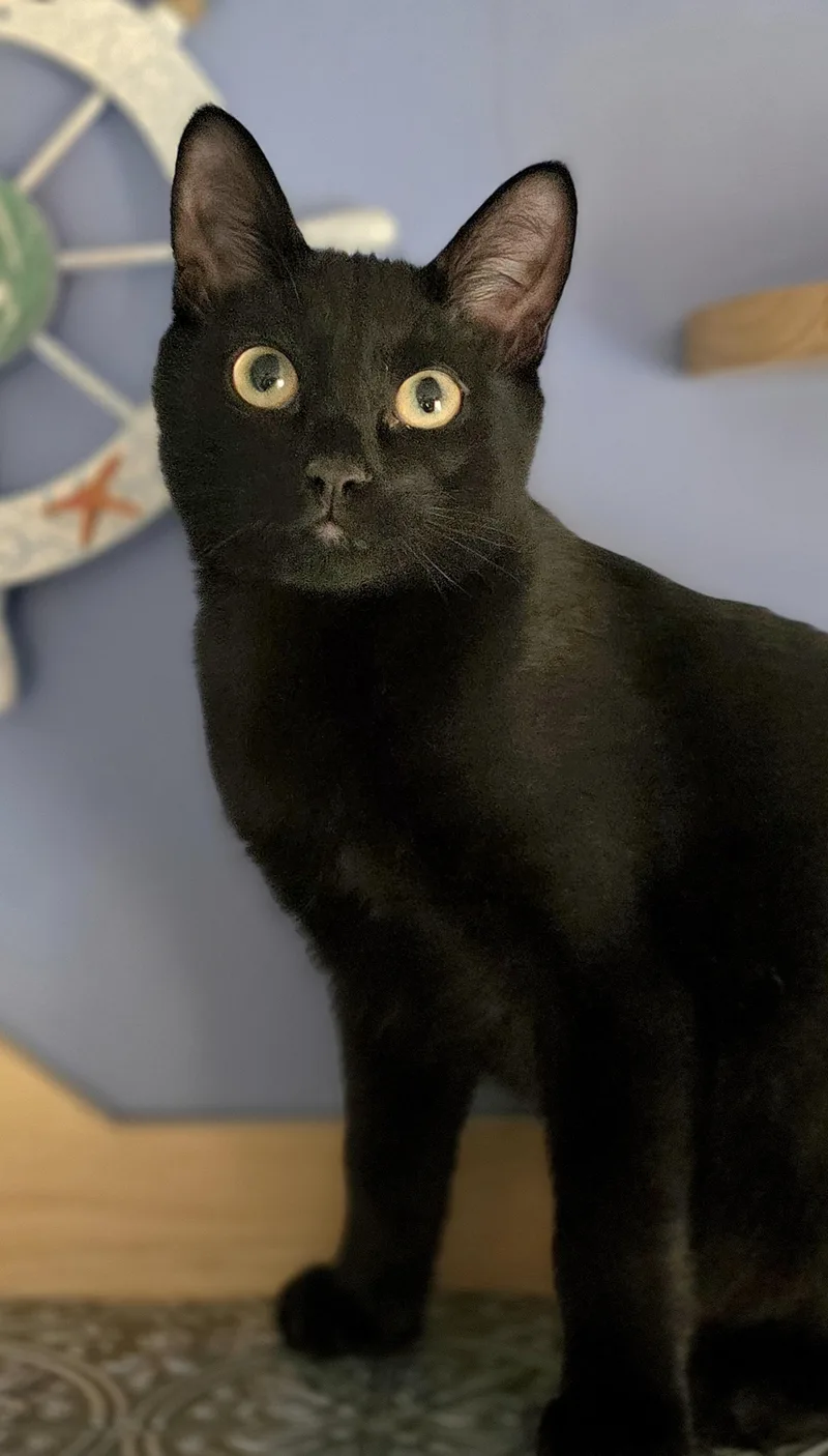A baby medium-sized male Black Domestic Short Hair cat named Hook and Smee a for adoption in Beaverton, OR
