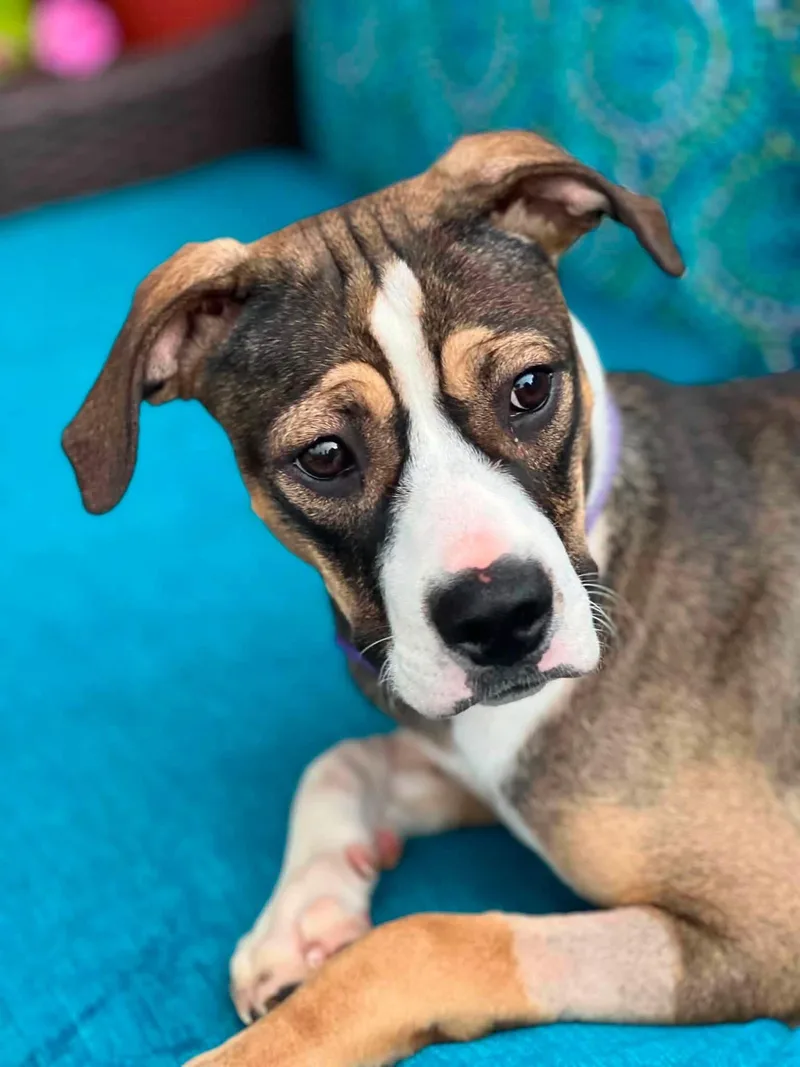 A young medium-sized female Brown / Chocolate Mixed Breed dog named Bonita for adoption in Chickasha, OK