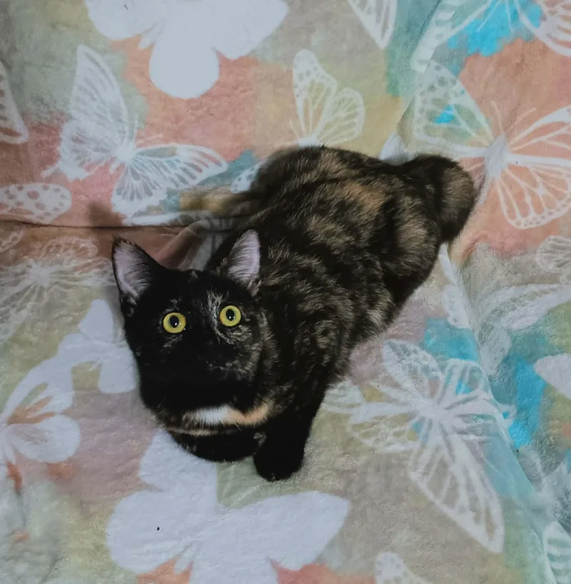 A young medium-sized female Domestic Short Hair cat named Mj for adoption in Quincy, OH