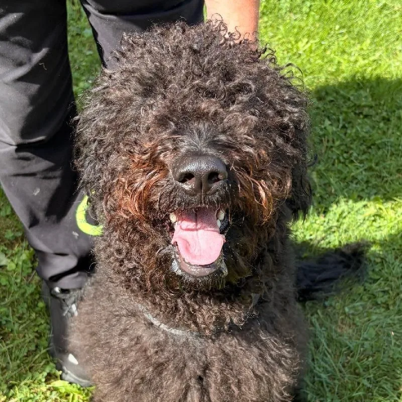 A young medium-sized female Black Goldendoodle dog named Jinx for adoption in Medina, OH