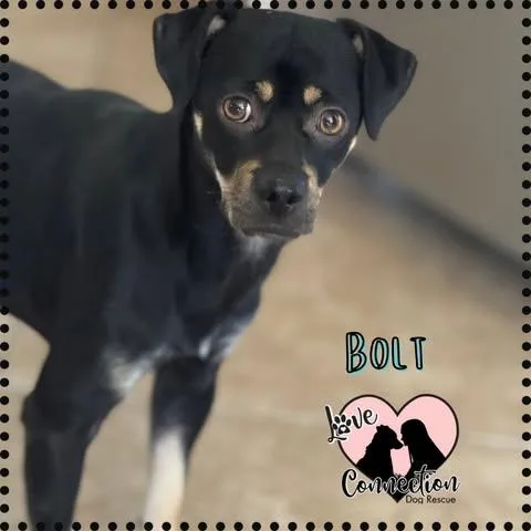 Bolt