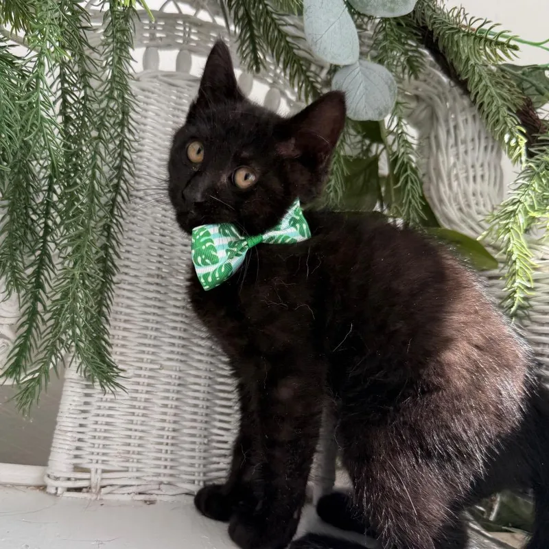 A baby small-sized male Black Domestic Short Hair cat named Solstice Dancing for adoption in Eaton Rapids, MI