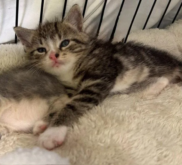 A baby small-sized male Tabby cat named Vettel for adoption in Ellijay, GA
