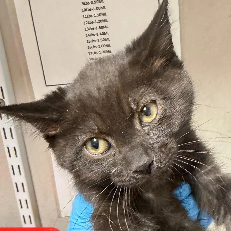 A baby small-sized male Black Domestic Short Hair cat named Loaf for adoption in Yuma, AZ