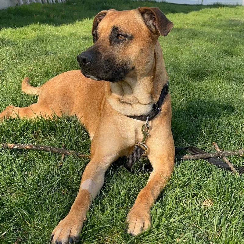 An adult large-sized male Brown / Chocolate Mixed Breed dog named Celsius for adoption in Vassalboro, ME