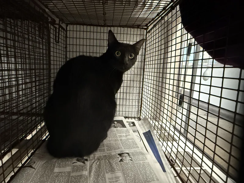 A young medium-sized female Domestic Short Hair cat named Onyx for adoption in Van Nuys, CA