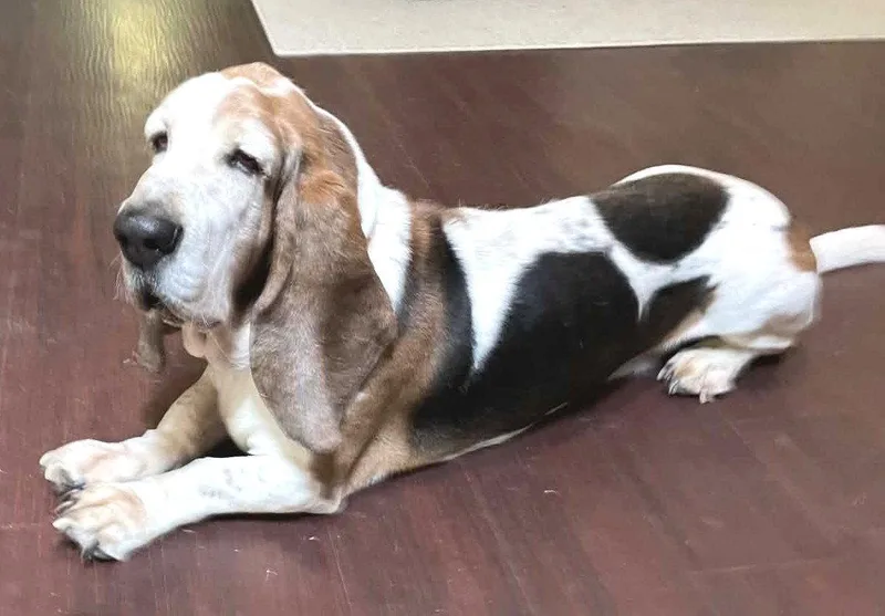 An adult medium-sized male Basset Hound dog named Louis for adoption in Mays Landing, NJ