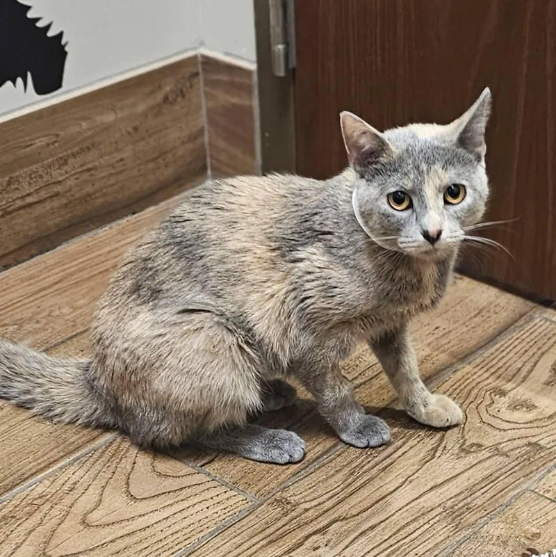An adult small-sized female Dilute Tortoiseshell Domestic Short Hair cat named Delores for adoption in Joliet, IL