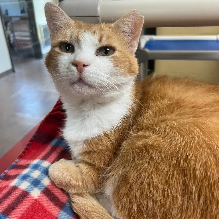 An adult large-sized male Domestic Short Hair cat named Pickle Chip for adoption in Cincinnati, OH