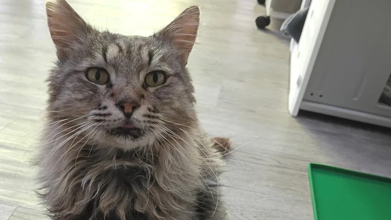 An adult medium-sized male Domestic Long Hair cat named Mufasa for adoption in Santa Rosa, CA