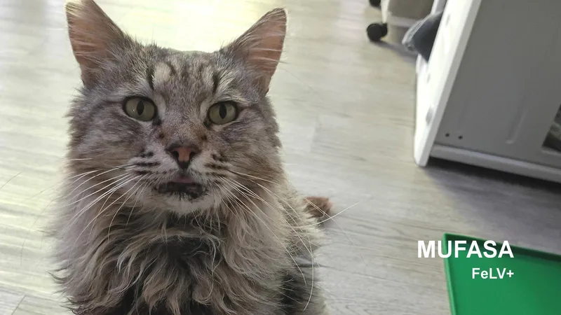 Mufasa thumbnail 2