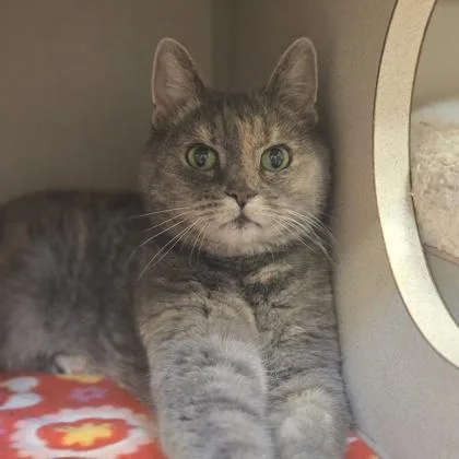 A senior small-sized female Domestic Short Hair cat named Nala for adoption in New Hope, PA