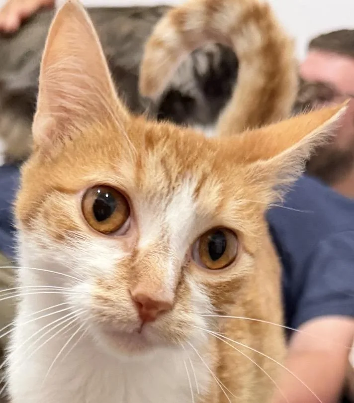 A young medium-sized male Orange & White Domestic Short Hair cat named Orange Float for adoption in Sault Sainte Marie, MI