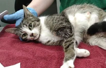 A young small-sized female Domestic Short Hair cat named Paula for adoption in Palm Coast, FL