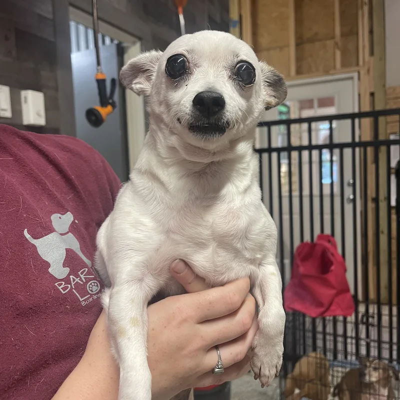 A senior small-sized female Chihuahua dog named Gia for adoption in Baton Rouge, LA